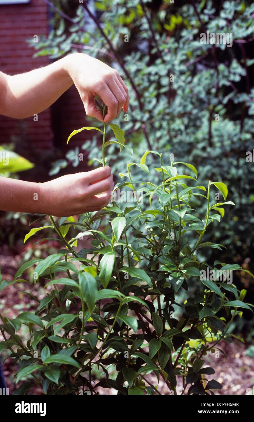 Pinchpruning a Daphne plant, closeup Stock Photo Alamy