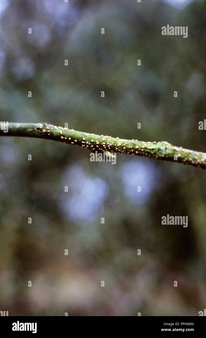 Coral spot on a branch, close-up Stock Photo