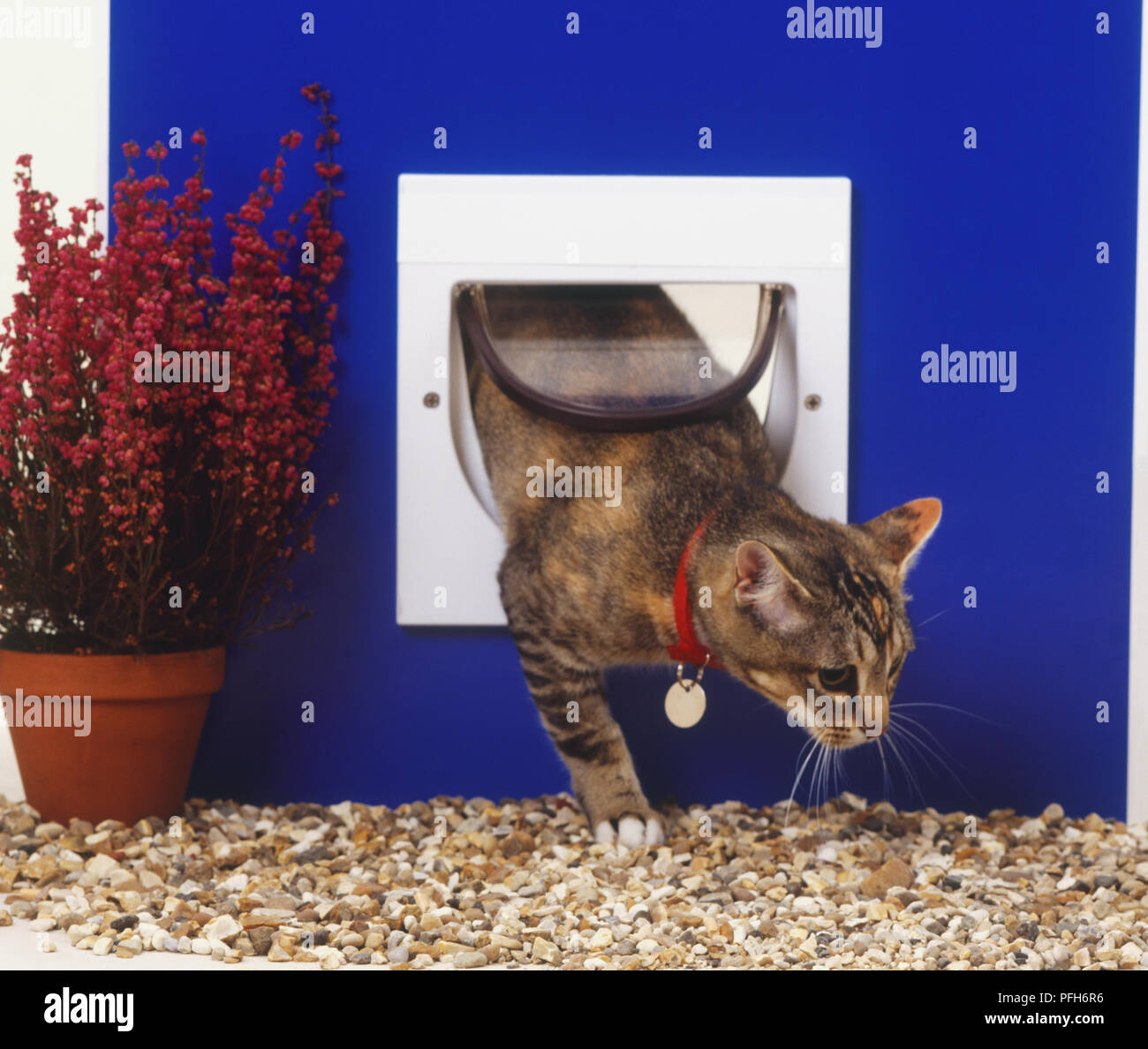 A tortoiseshell Cat (Felis catus) wearing a cat collar emerging from a