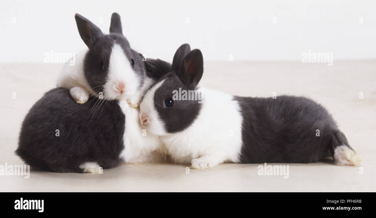 Three young black and white Rabbits (Oryctolagus Cuniculus) huddled together Stock Photo