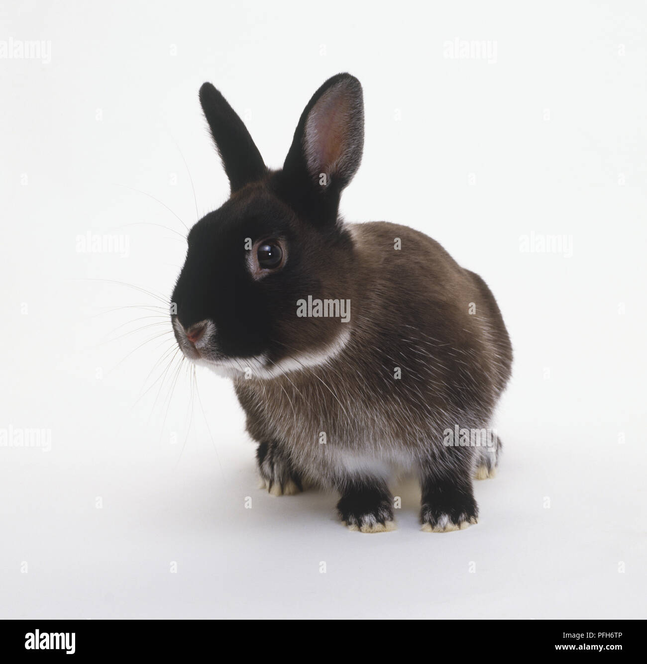 Netherland Dwarf domestic rabbit (Oryctolagus cuniculus) looking to