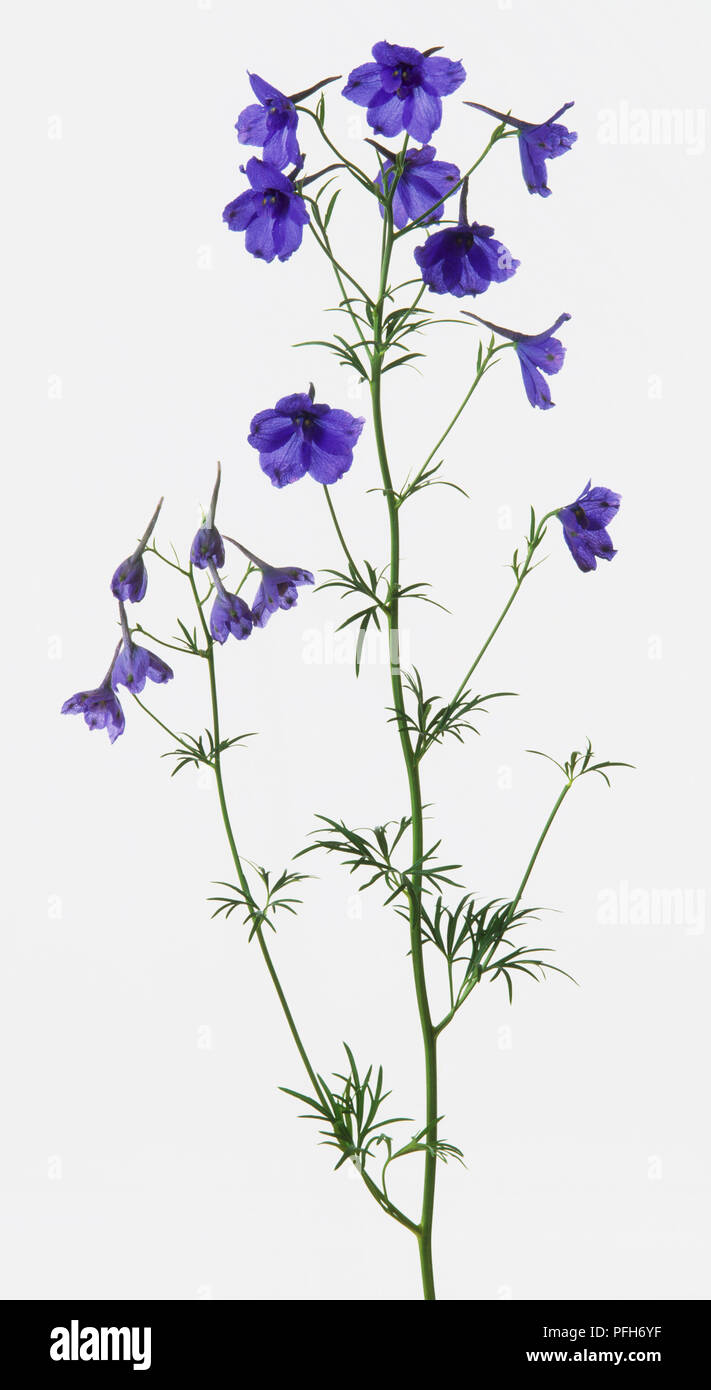 Flowering stem of Delphinium Grandiflorum 'Blue Butterfly' Stock Photo