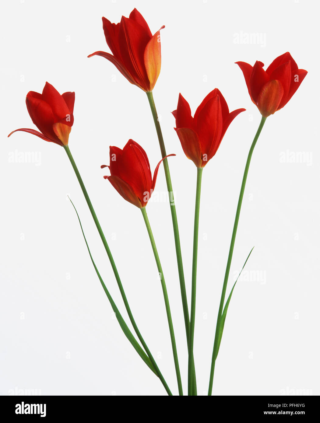 Five red flowerheads and stems of Tulipa Sprengeri Stock Photo