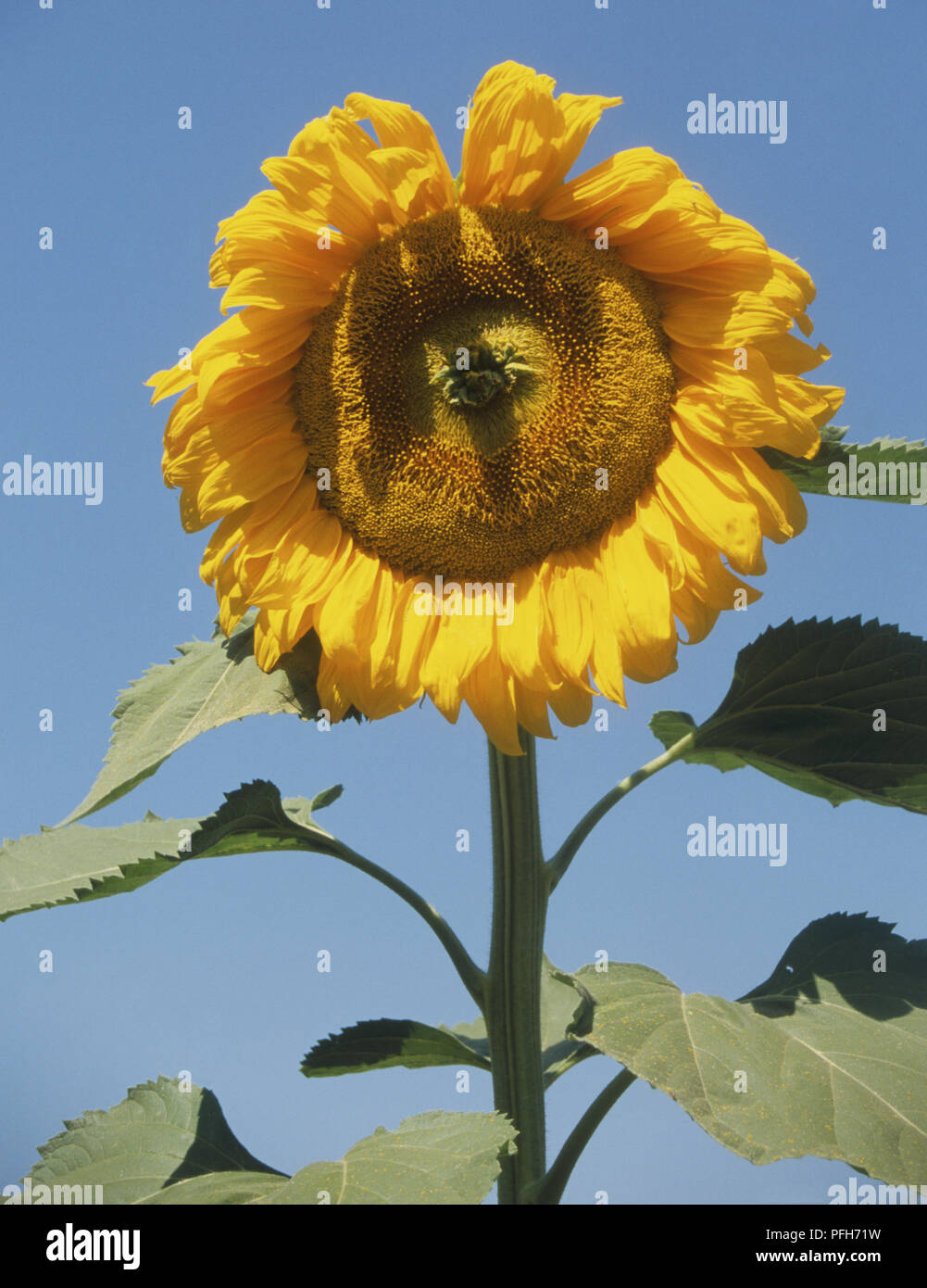 Helianthus annuus, upper stem and flower head of a Sunflower, blue sky background Stock Photo