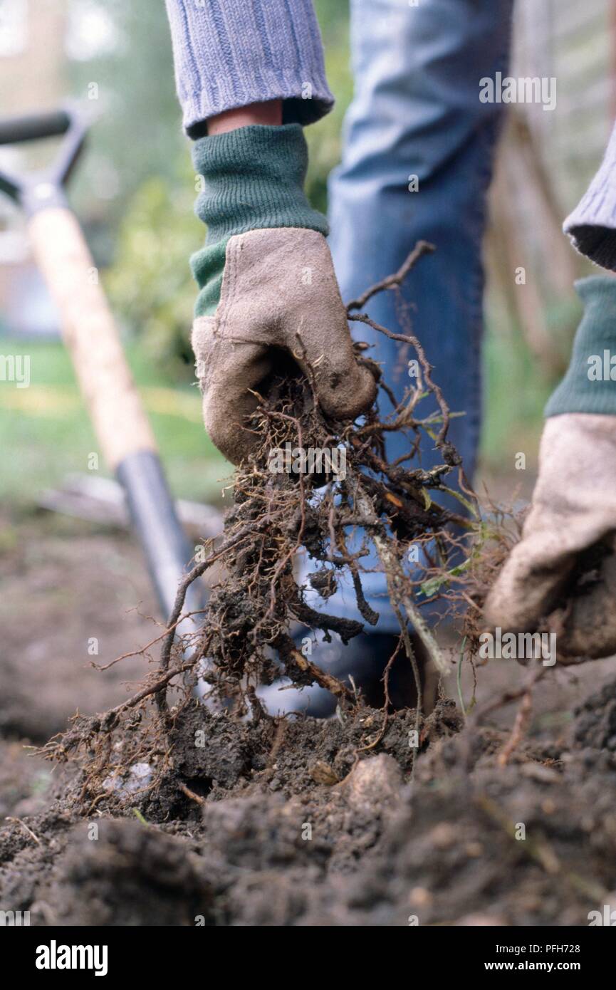Removing old roots from soil, close-up Stock Photo - Alamy