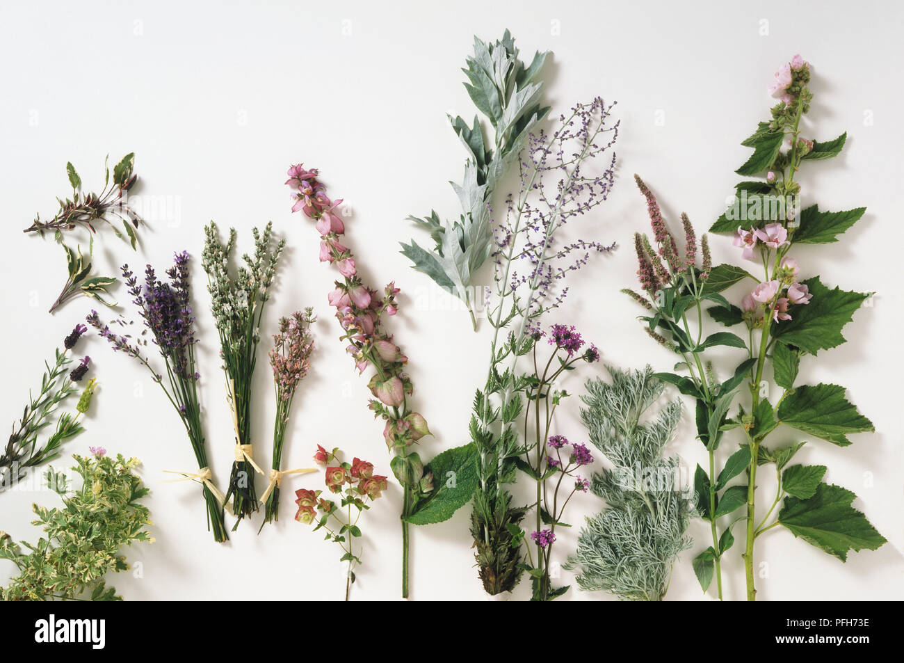 Selection of herb cuttings with flowers and leaves Stock Photo