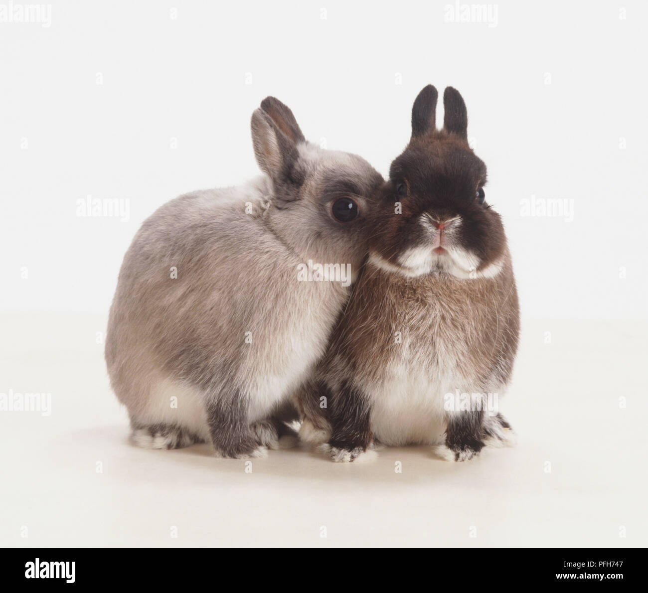 A light-grey Rabbit cuddling up to another, dark grey Rabbit ...