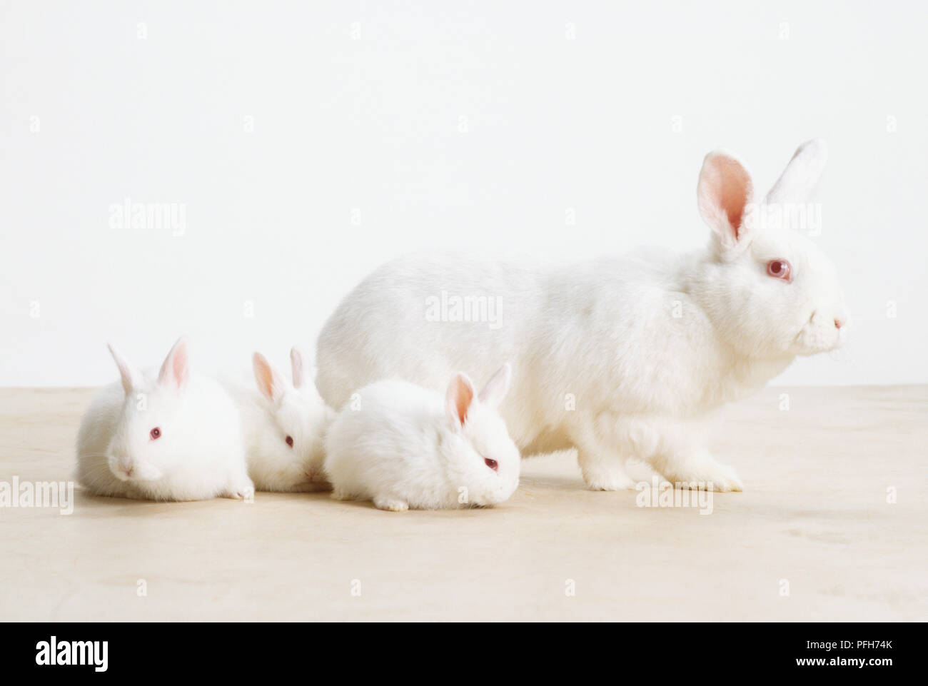 リトープス ホワイトラビット Lithops White Rabbit 3頭 White Rabbit