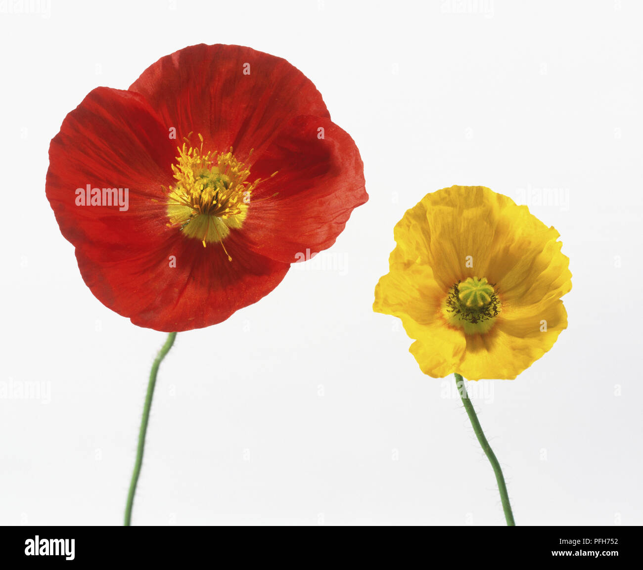 A red and a yellow flower of Papaver Nudicaule 'Champagne Bubbles', Icelandic Poppy Stock Photo