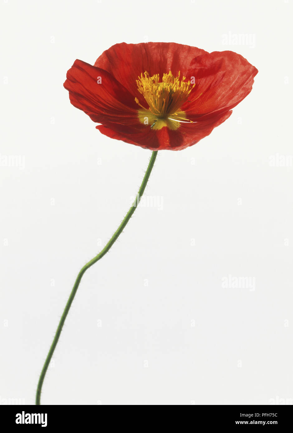 Red flower head of Papaver Nudicaule 'Champagne Bubbles', Icelandic Poppy  Stock Photo - Alamy, image size:940x1390