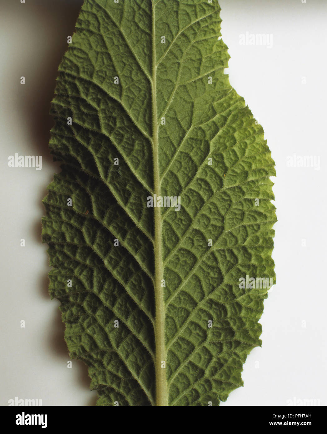 Primula sp. leaf Stock Photo