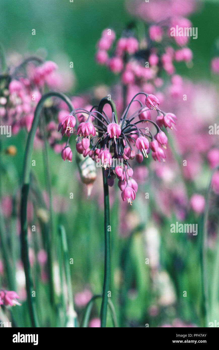 Drooping purple flowers of Allium cernuum, Nodding Onion Stock Photo