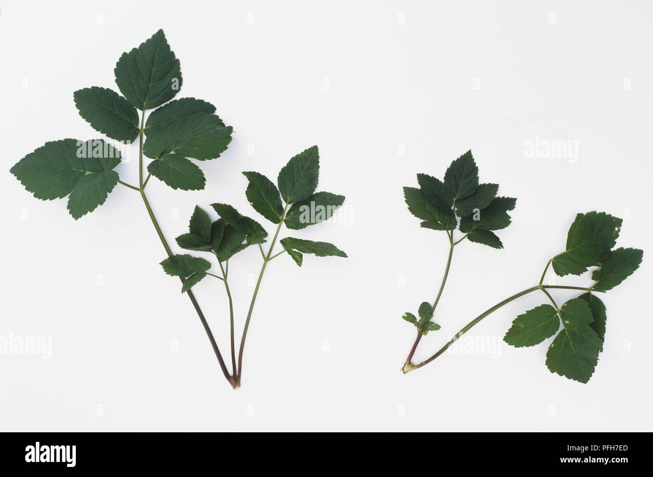 Leafy twigs from Aegopodium podagraria, Ground Elder Stock Photo