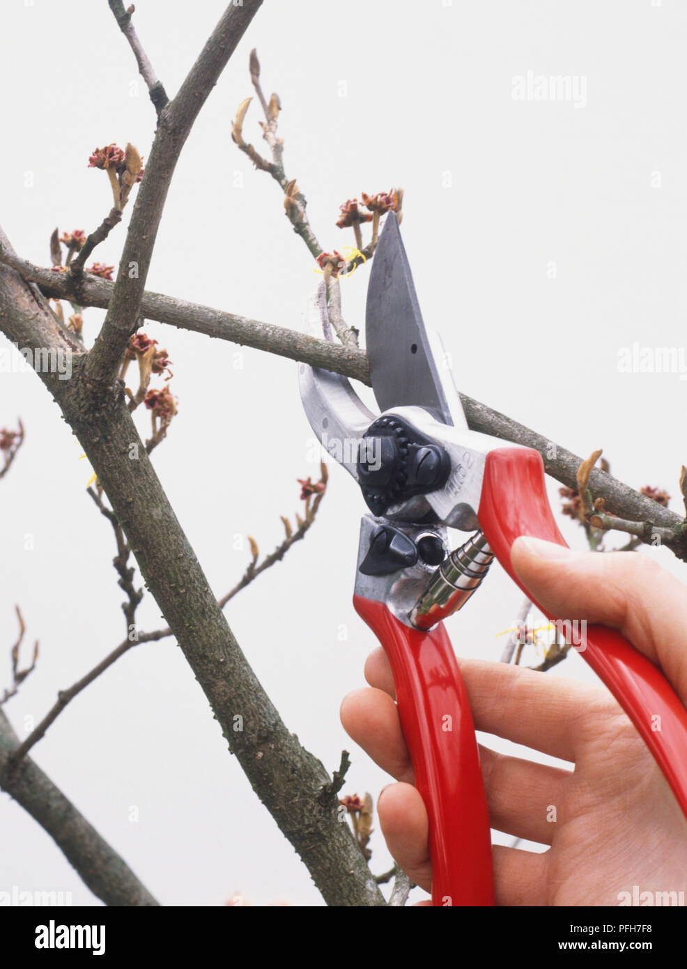 Cutting branch using secateurs Stock Photo