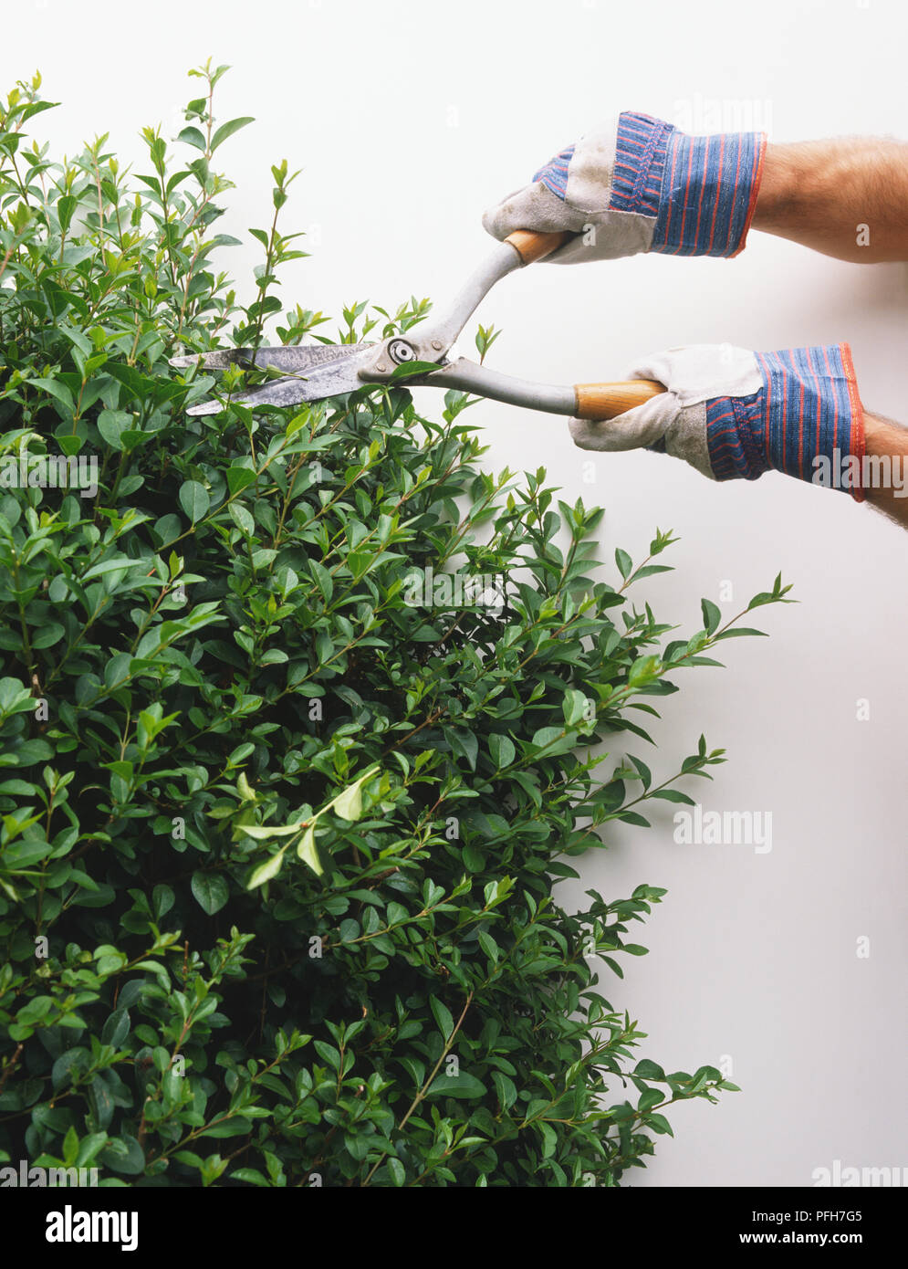 Using shears to trim a privet hedge Stock Photo Alamy