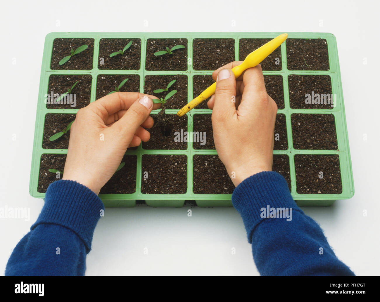 Using A Dibber Planting seedlings in plant tray using a small dibber Stock Photo - Alamy