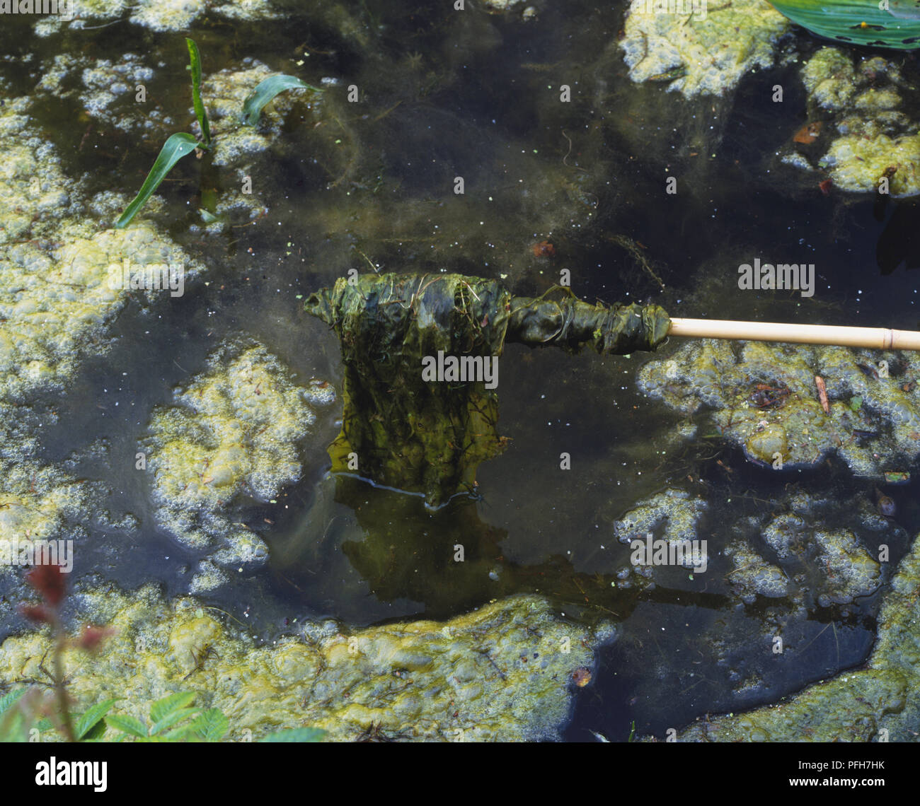 Lifting blanket weed out of pond Stock Photo