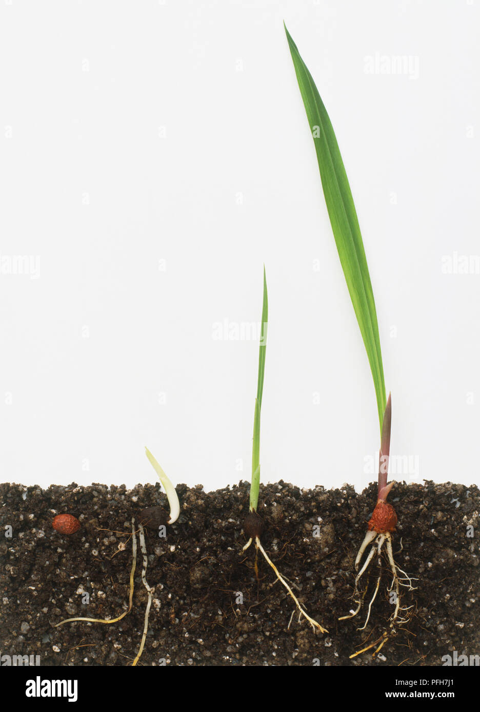 Germination of a plant Stock Photo - Alamy