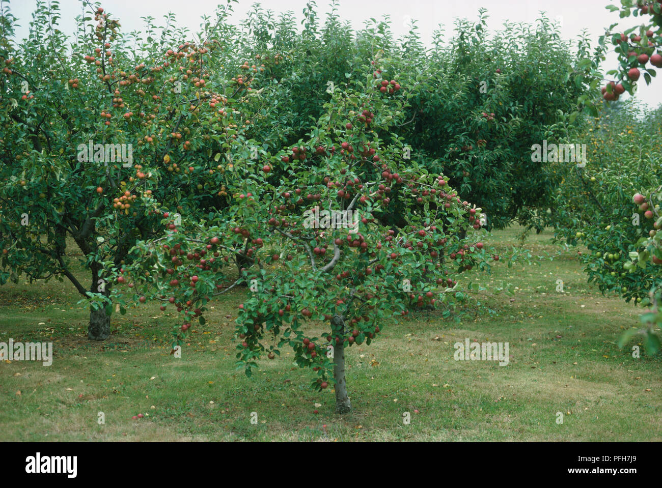 Apple trees bearing fruit Stock Photo Alamy