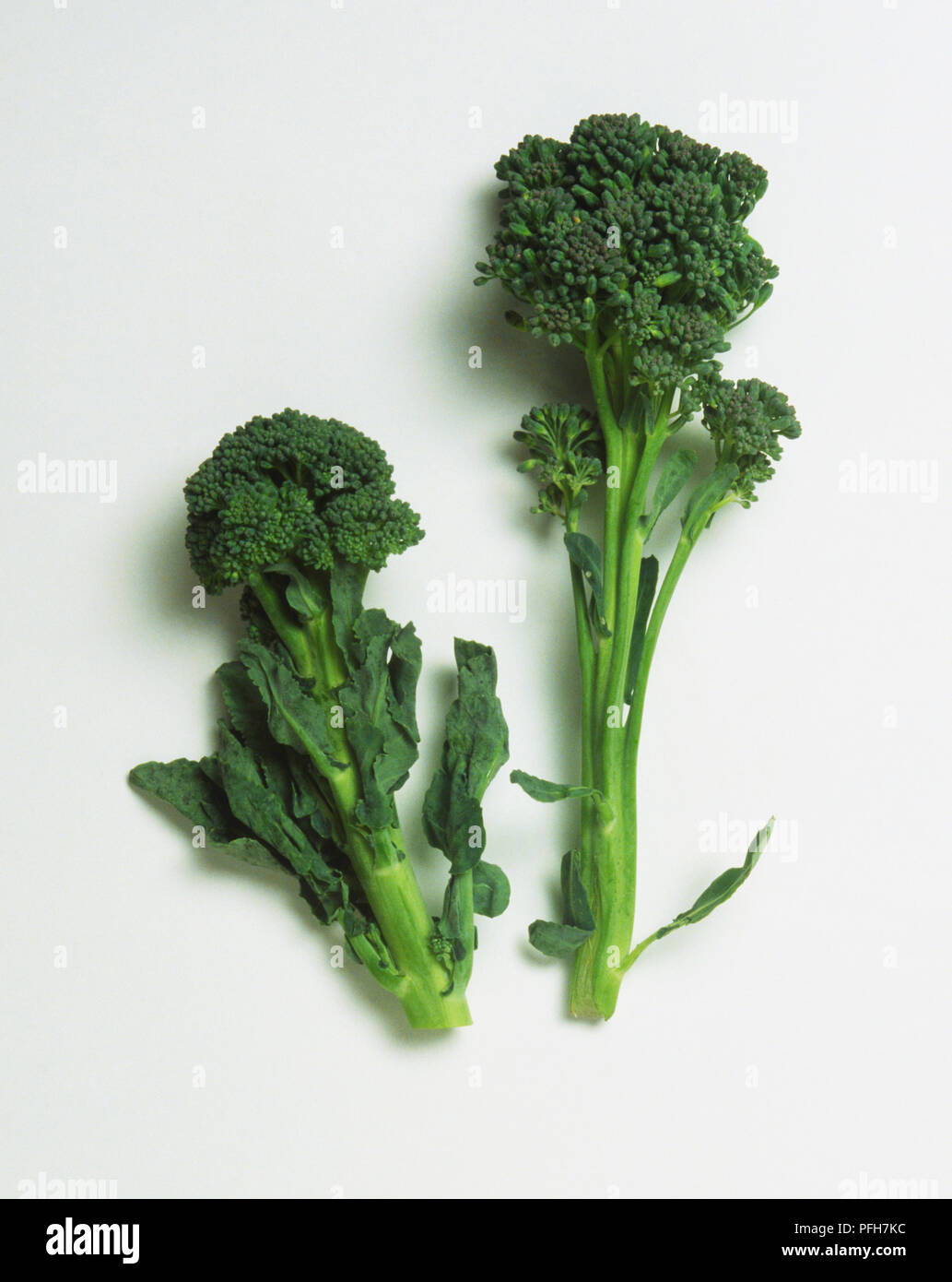 Two Broccoli florets Stock Photo Alamy