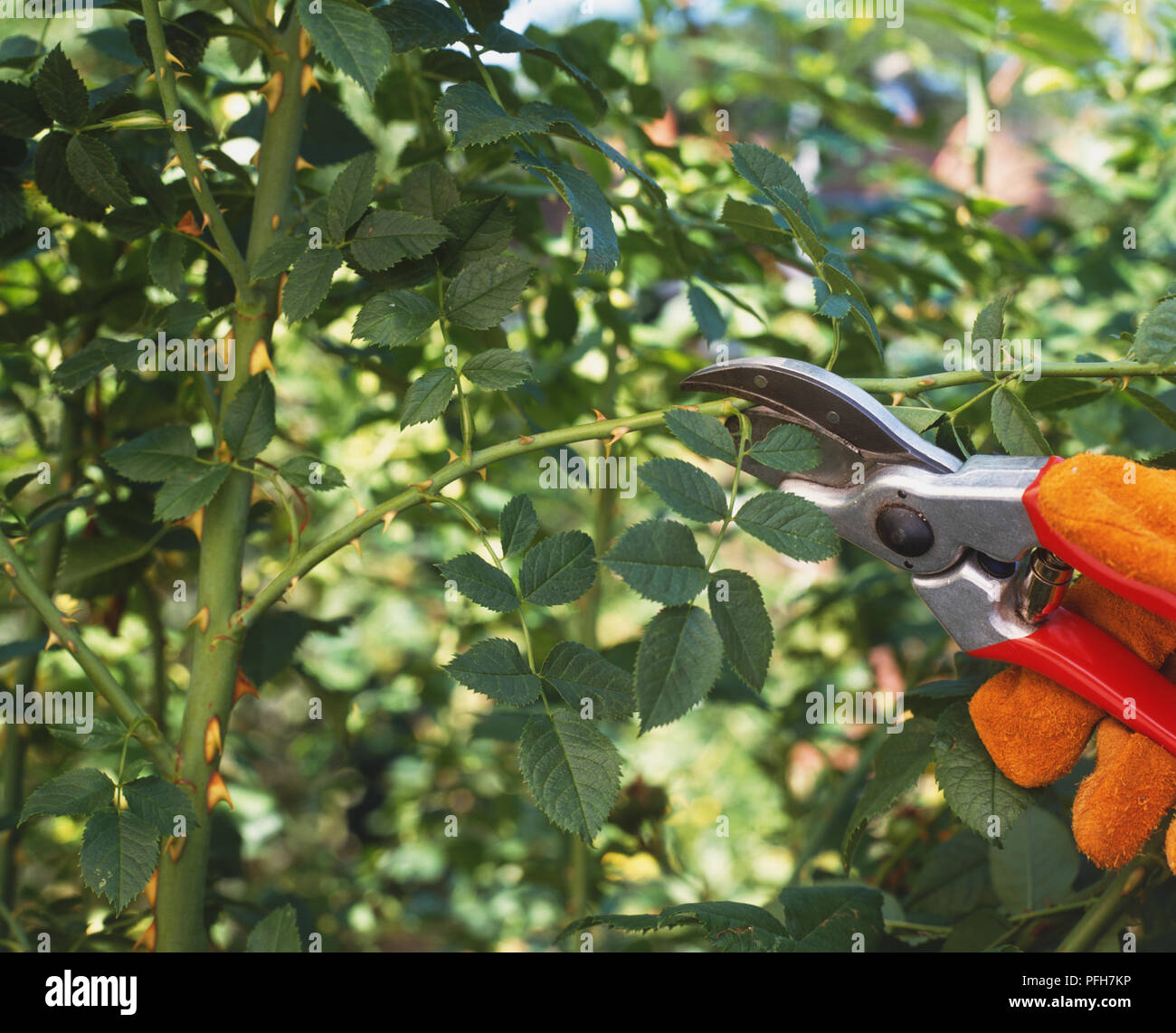 Clipping branch off rose bush Stock Photo Alamy