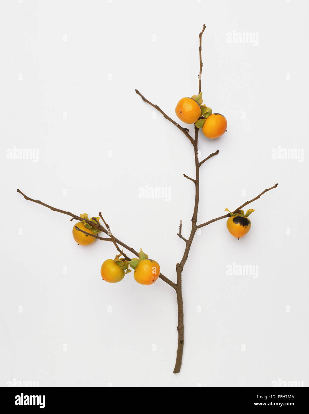 Diospyrus sp., yellow Persimmons on a branchlet Stock Photo
