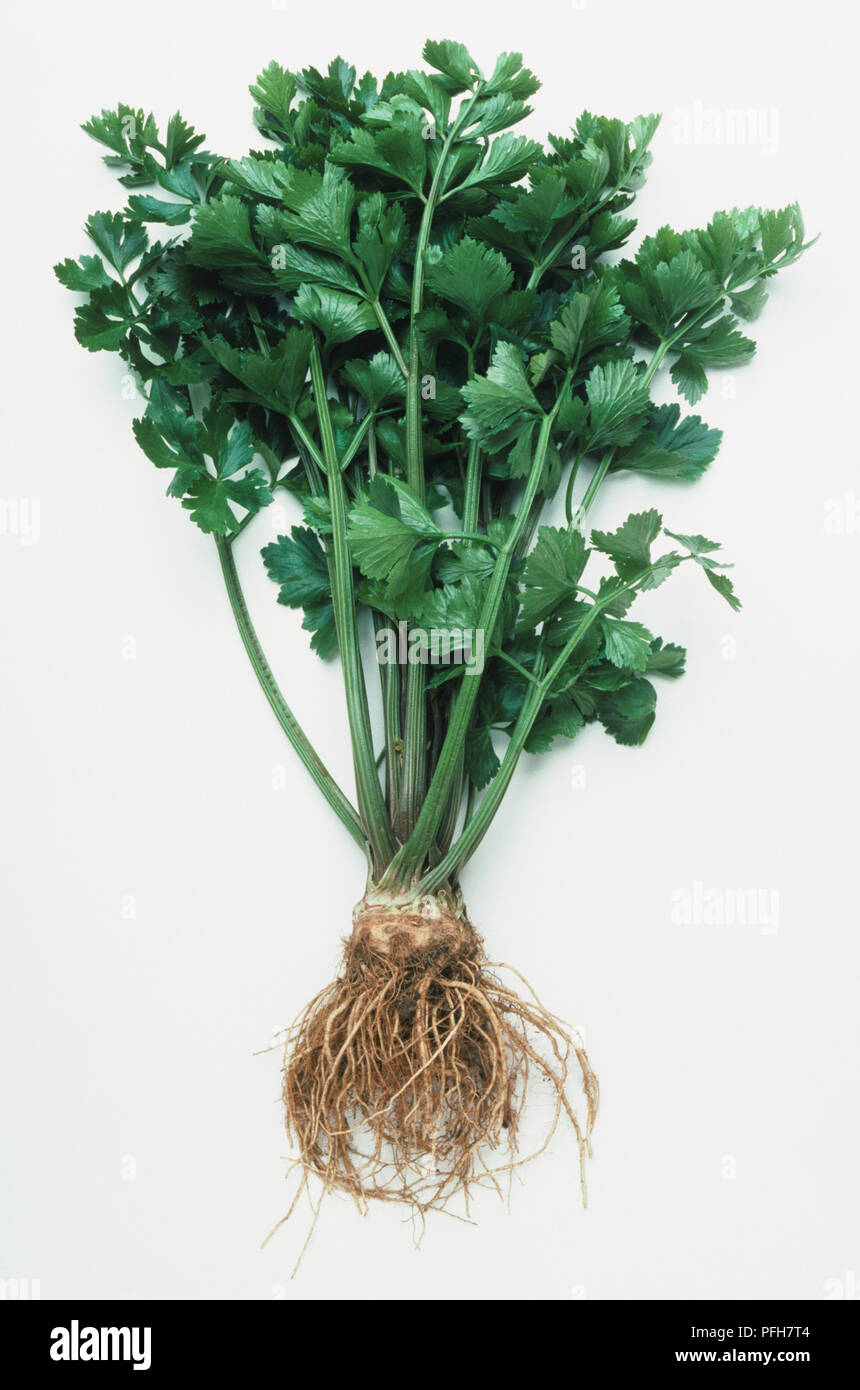 Apium graveolens, Celariac 'Tellus' stalks with roots Stock Photo