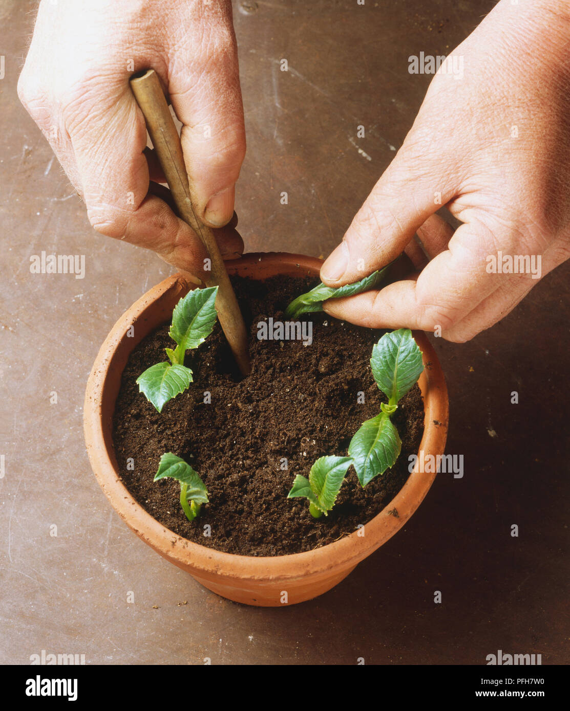 Using A Dibber Person using dibber in a pot containing seedlings Stock Photo - Alamy