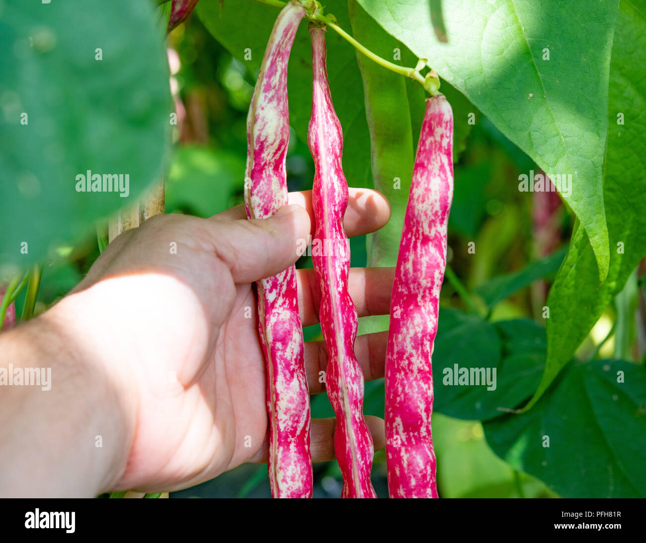 Close up of human hand holding fresh raw borlotti bean pods ripe on plant Stock Photo