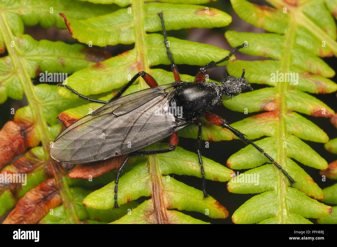 Bibio pomonae fly female at rest on bracken. Tipperary, Ireland Stock Photo