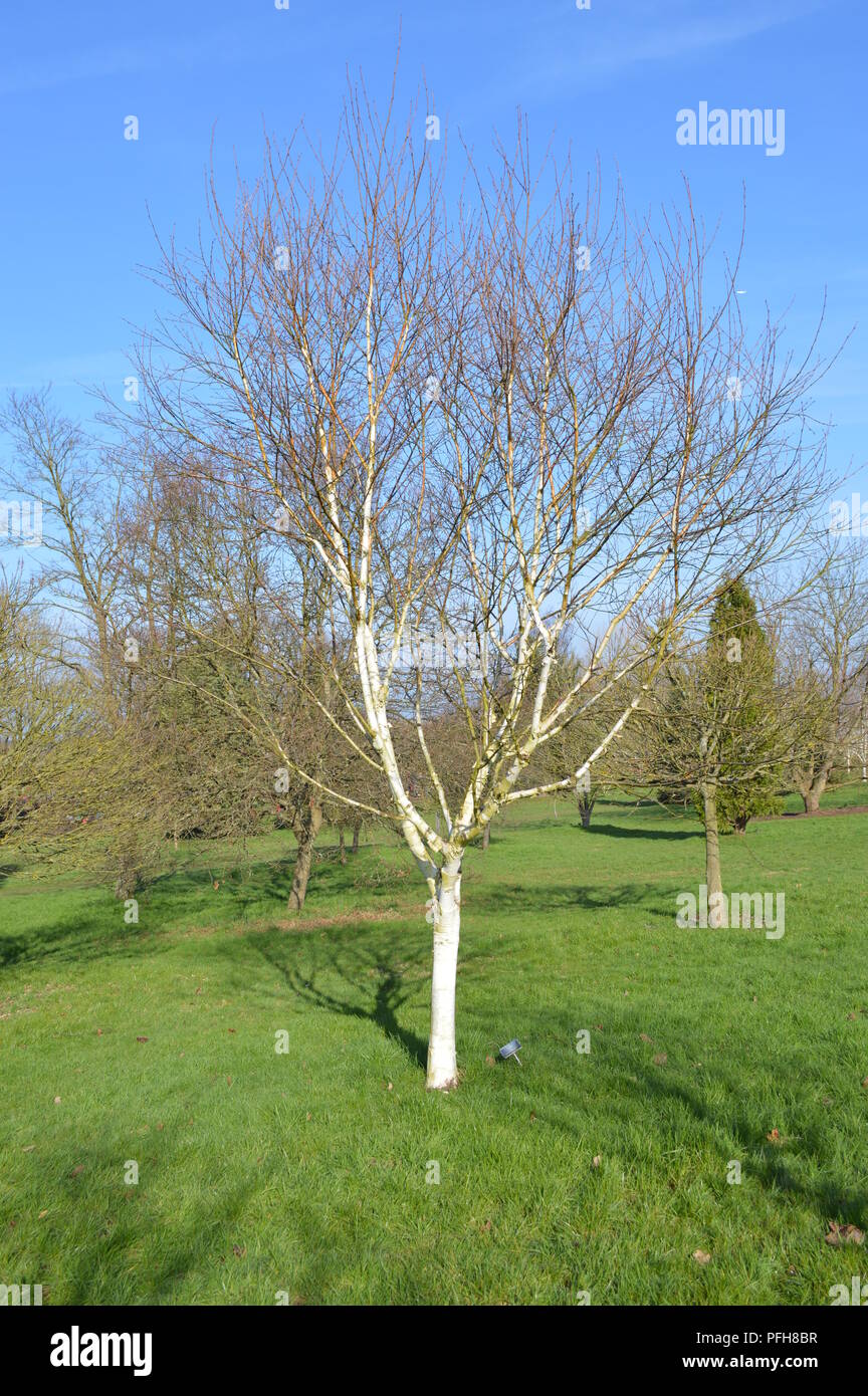 Betula utilis moonbeam hires stock photography and images Alamy