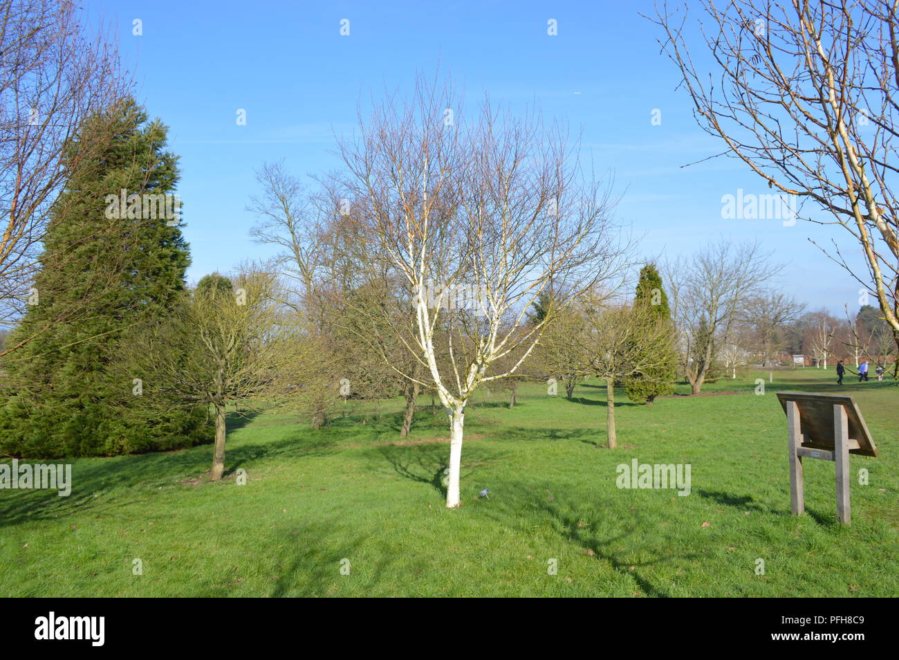 Betula utilis moonbeam Stock Photo Alamy