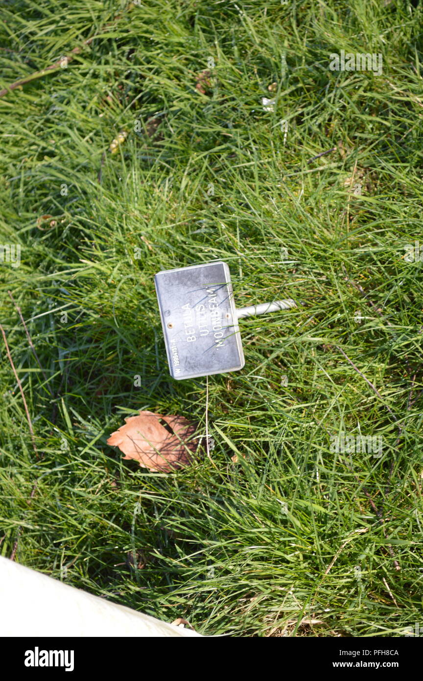 Betula utilis moonbeam Stock Photo Alamy