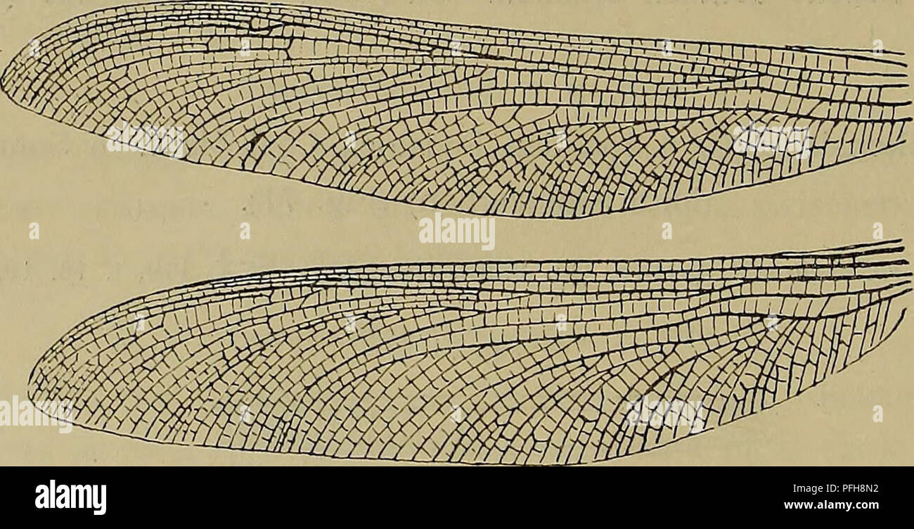 This paper from the Austrian Academy of Sciences discusses a new family ...