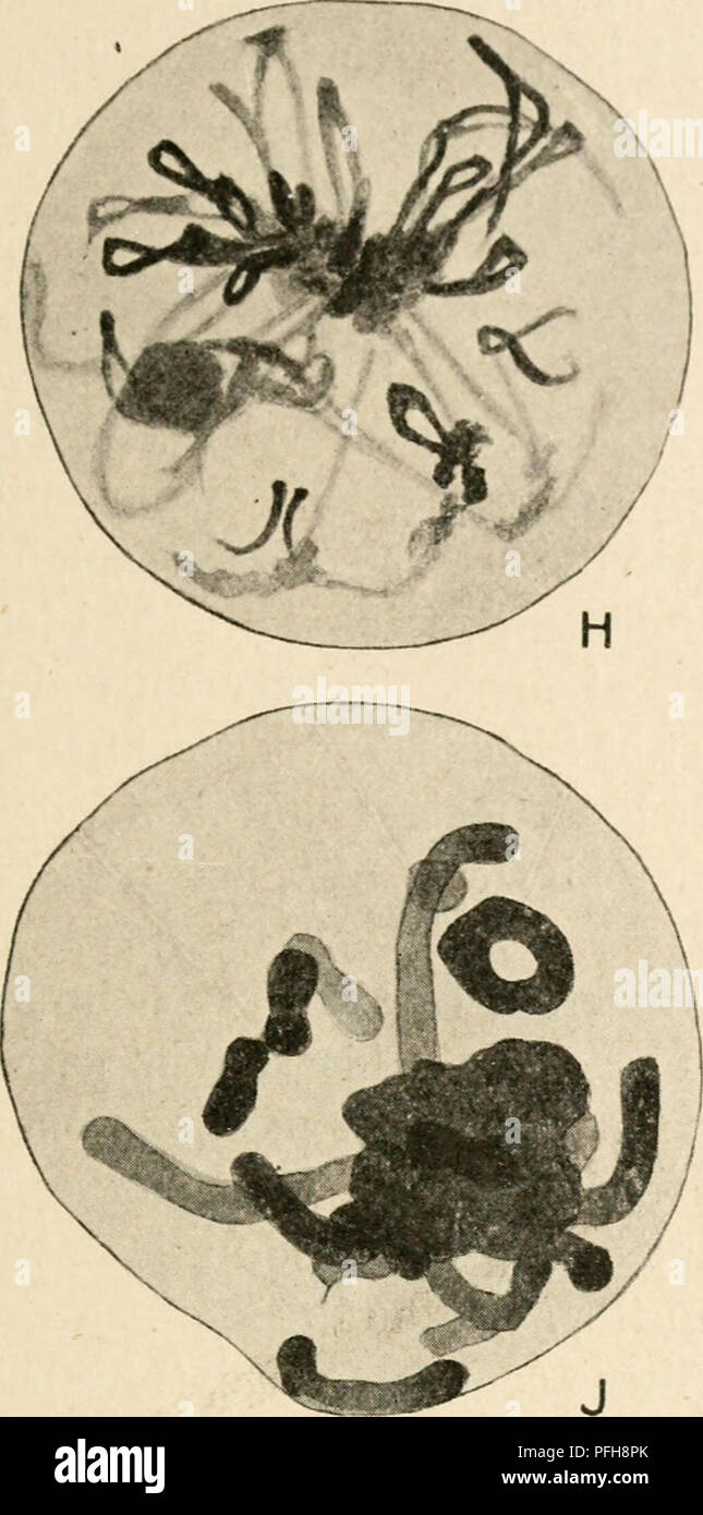 . Cytology, with special reference to the metazoan nucleus. Cells. II MEIOSIS IN LEPIDOSIREN 39 conjugation of the chromosomes. Hence the word synizesis was proposed for the contraction, and syndesis for the chromosome conjugation.. Please note that these images are extracted from scanned page images that may have been digitally enhanced for readability - coloration and appearance of these illustrations may not perfectly resemble the original work.. Agar, Wilfred Eade, 1882-. London, Macmillan Stock Photo