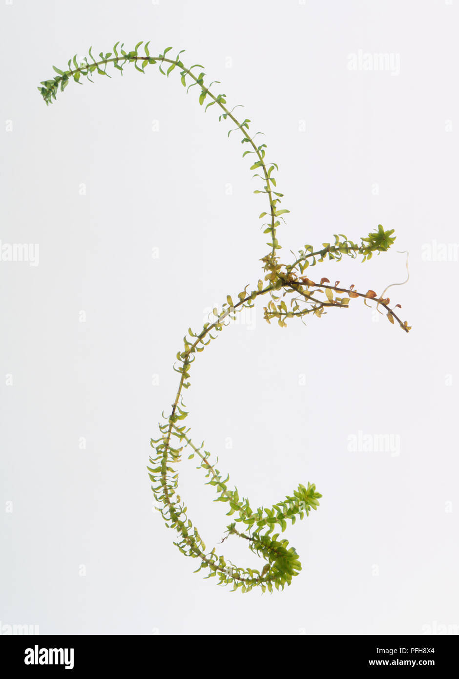 Elodea canadensis (Canadian pond weed) Stock Photo
