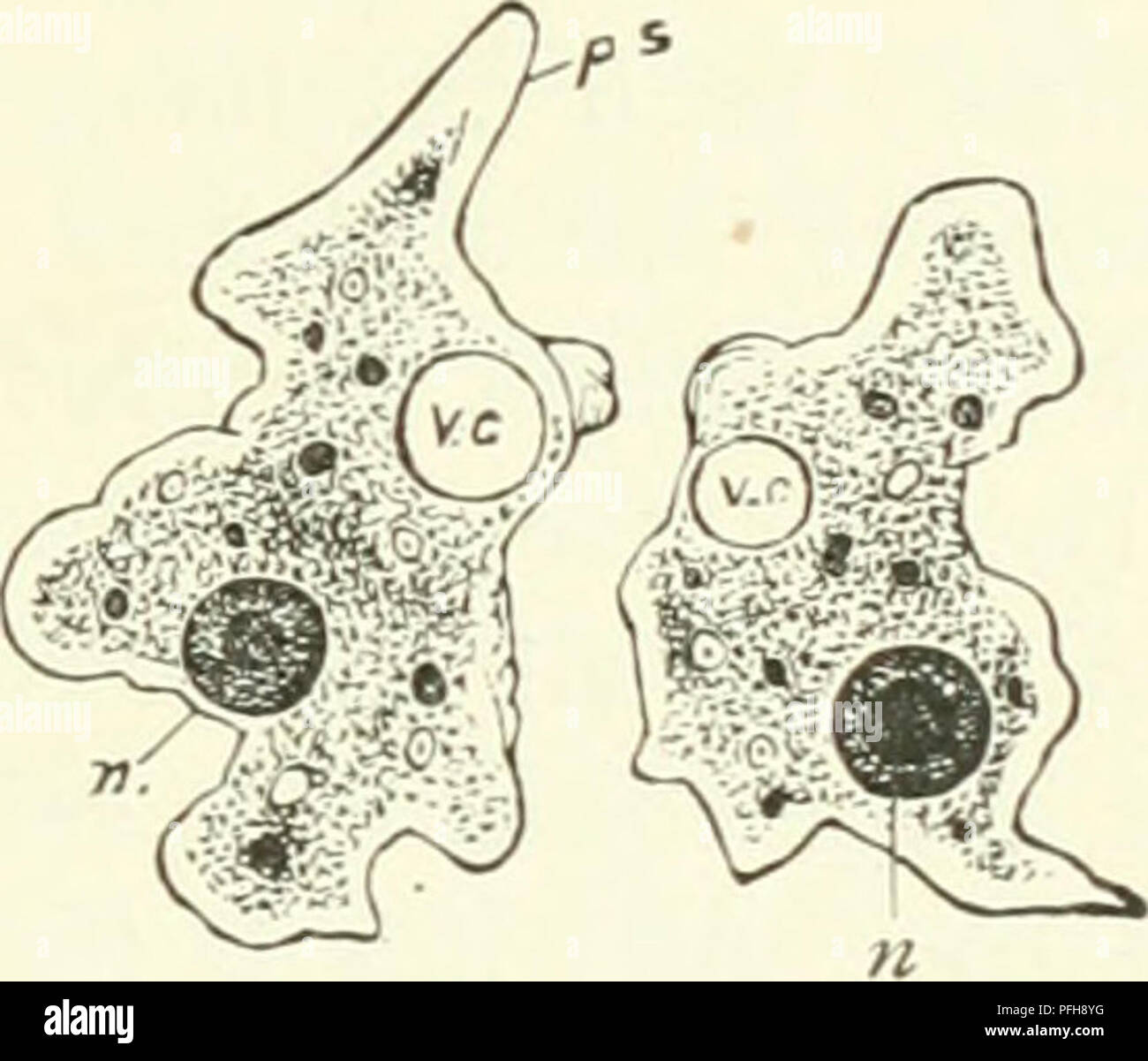 . Darwin, and after Darwin. An exposition of the Darwinian theory and a discussion of post-Darwinian questions. Evolution; Heredity. Fig. 27.—Fission of a Protozoon. In the left-hand drawing the process is represented as having advanced sufficiently far to have caused a division and segregation both of the nucleus and the vesicle. In the right-hand drawing the process is represented as complete. «, N, severed nucleus; vc, severed vesicle; ps, pseudopodia f, ingested food. Now, as we have seen, a Protozoon is a single cell; for even although in some of the higher forms of protozoal life a colo Stock Photo