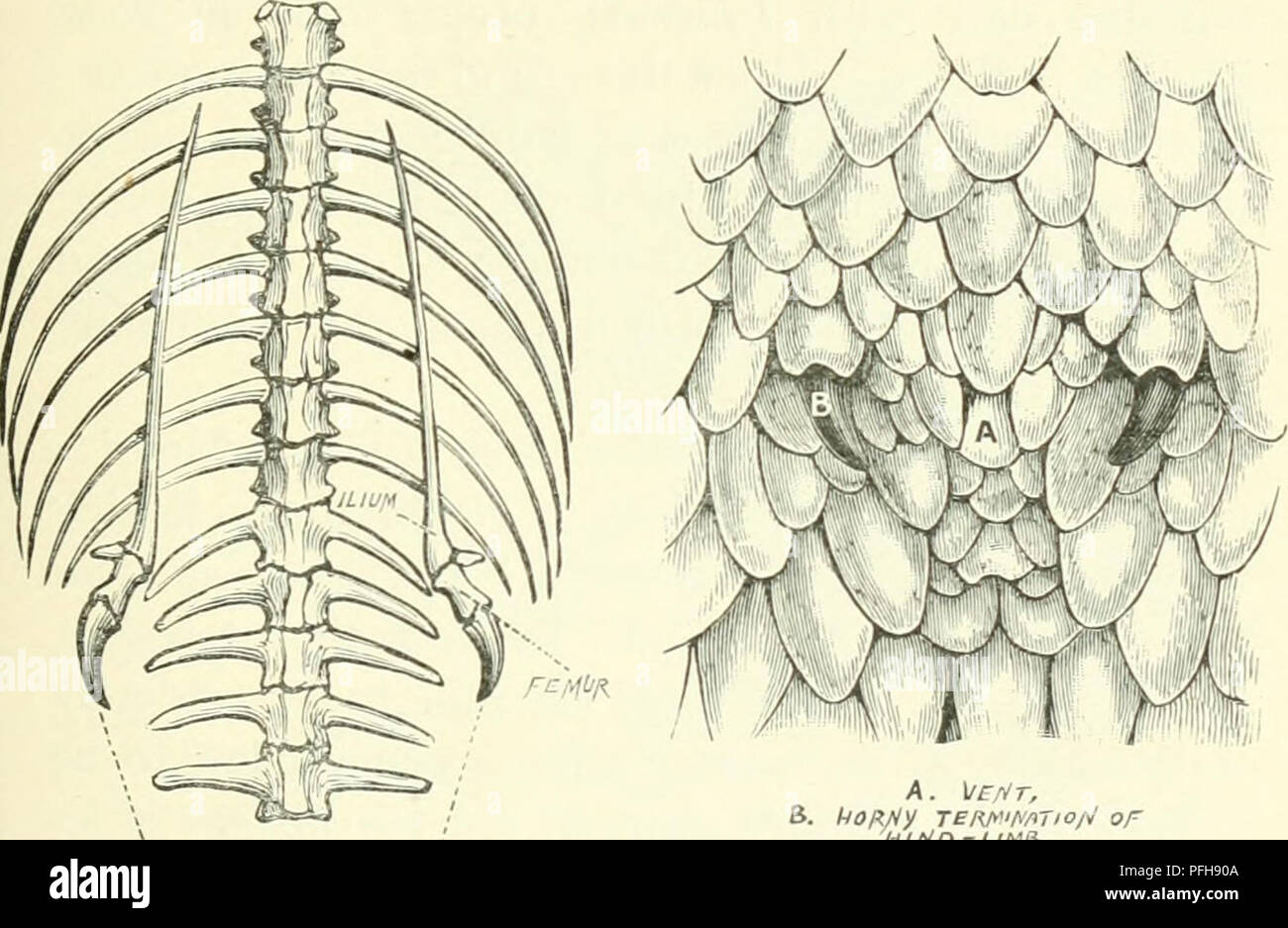 . Darwin, and after Darwin. An exposition of the Darwinian theory and a ...