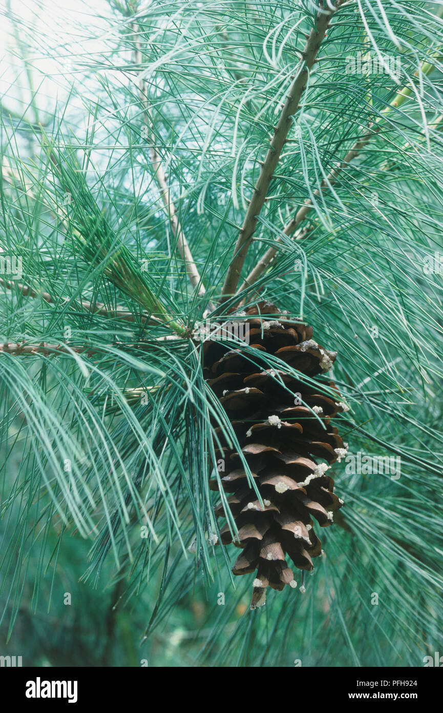 Pinus x holfordiana (Holford Pine), cone amid blue-green, needle-like leaves Stock Photo
