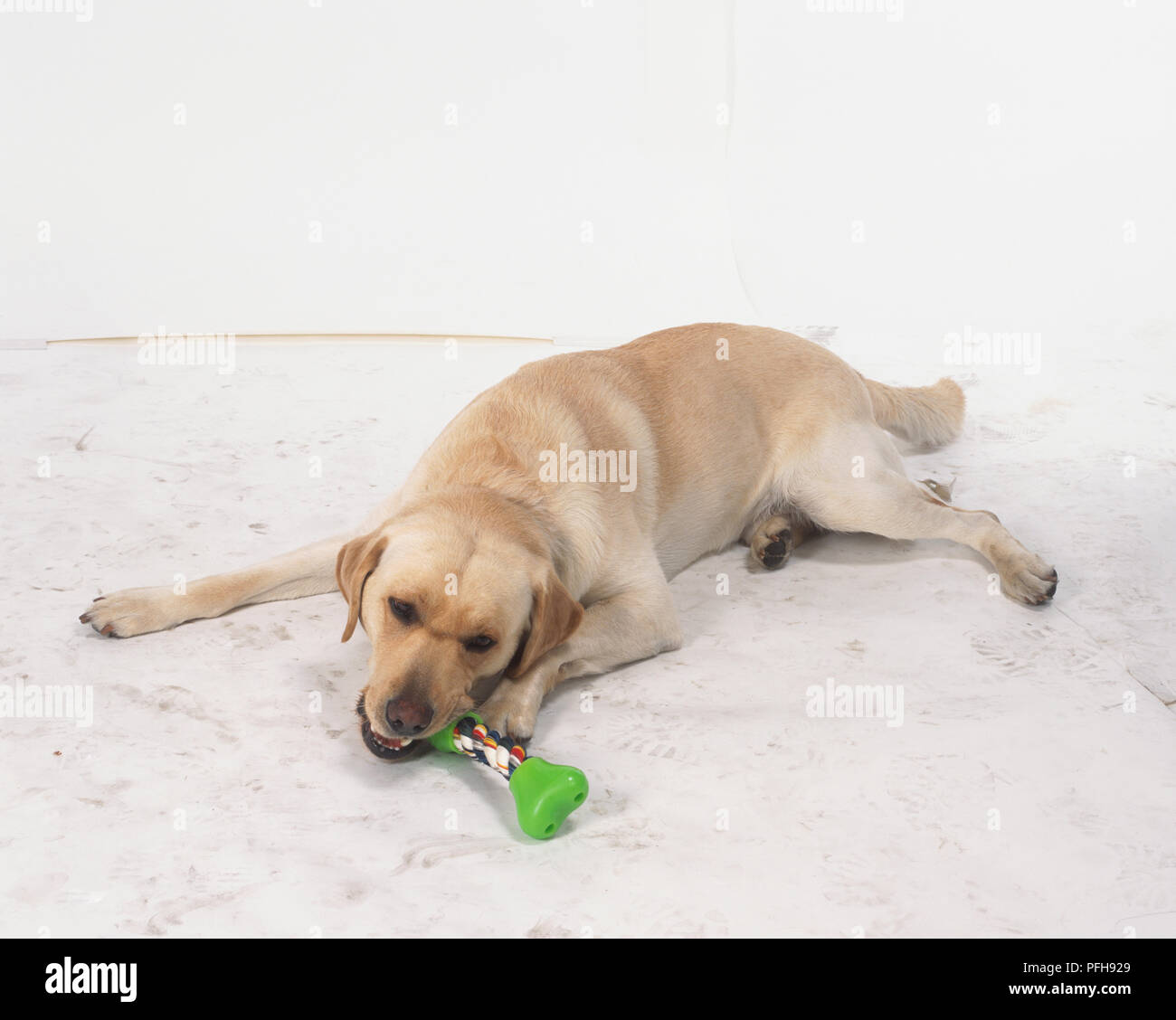 Yellow Labrador Retriever (Canis familairs) lying on the floor and chewing on a dog bone, high angle view Stock Photo