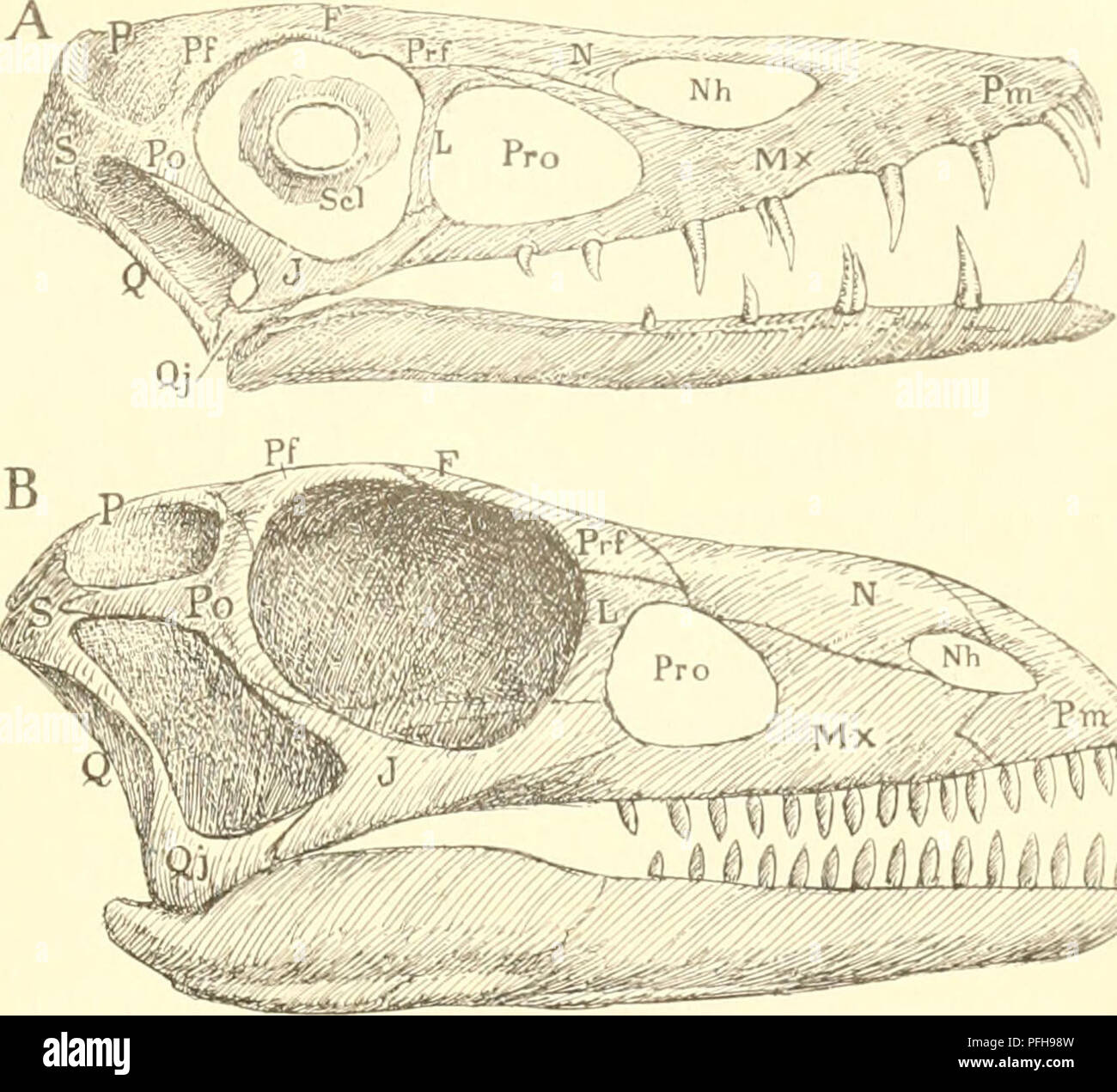 . Dansk ornithologisk forenings tidsskrift. Birds; Birds. 93 Fig. 190. Hovedskal i Profil. A af Langhalen Scaphognathus crassi- rostris fra Jura efter H.V.Meyer, B af For- bæreren Anchisaiiriis cohirns fra Trias efter O. Marsh, R. S. Lull og F. V. H u e n e, C af Parasuchieren Eiipar- keria capensis fra Trias efter R. Rroom, D af Oldfuglen Archæopte- rijx fra Jura efter Da- mes, E af Tjur, Tetrao urogallus, G Overnæb- bet af Taffelælling, Fn- ligiila ferina, F Fron- tale, J Jugale, L Lacry- male, Mx Maxillare. N Nasale, Nh Næsehul, P Parietale.PaPalatinum, Pm Præmaxillare, Po Postorbitale, Pfr Stock Photo