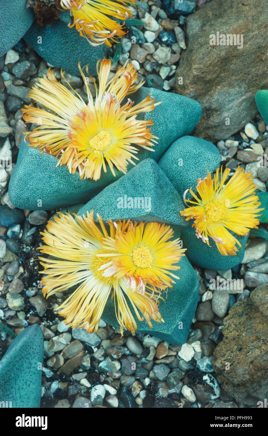Pleiospilos bolusii (Living Granite), yellow flowers and heel-shaped, gray-green leaves Stock Photo