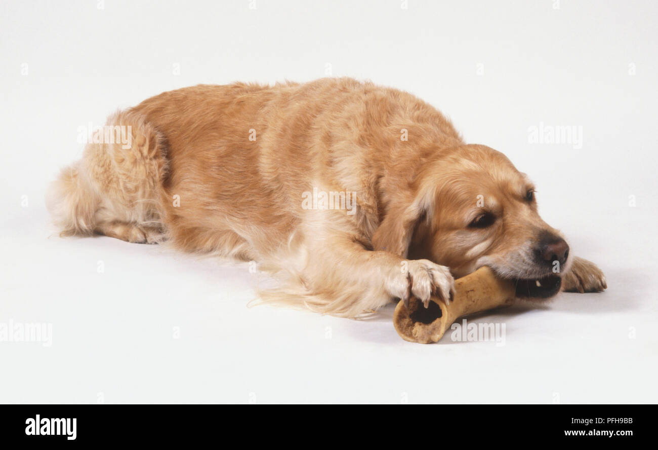 Golden Retriever (Canis familiaris) chewing a dog bone while lying down Stock Photo