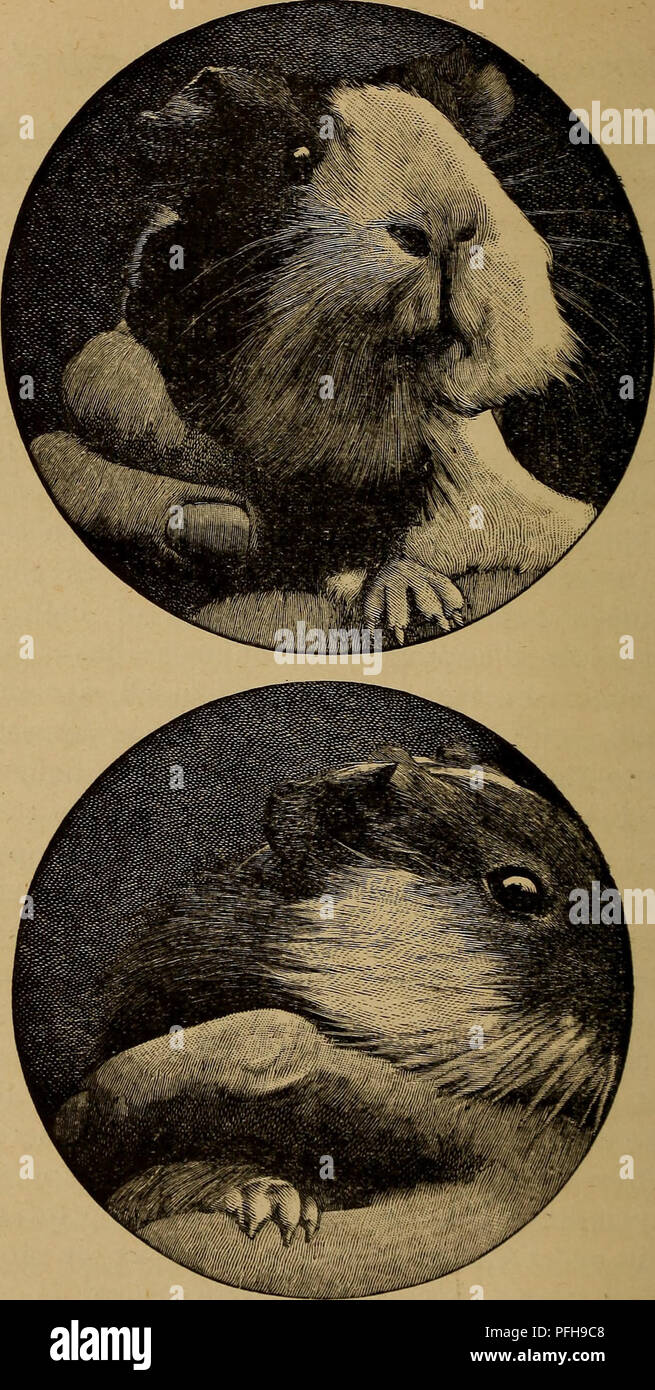 . Darwin and after Darwin. An exposition of the Darwinian theory and a discussion of post-Darwinian questions. Evolution; Heredity. Fig. i.—Reproduction of photographs from life of a male and female guinea-pig, whose left restiform bodies had been injured by a scalpel six months previously. The loss of tissue in both ears was due to haematoma and dry gangrene, which, however, had ceased when the photograph was taken.. Please note that these images are extracted from scanned page images that may have been digitally enhanced for readability - coloration and appearance of these illustrations may  Stock Photo