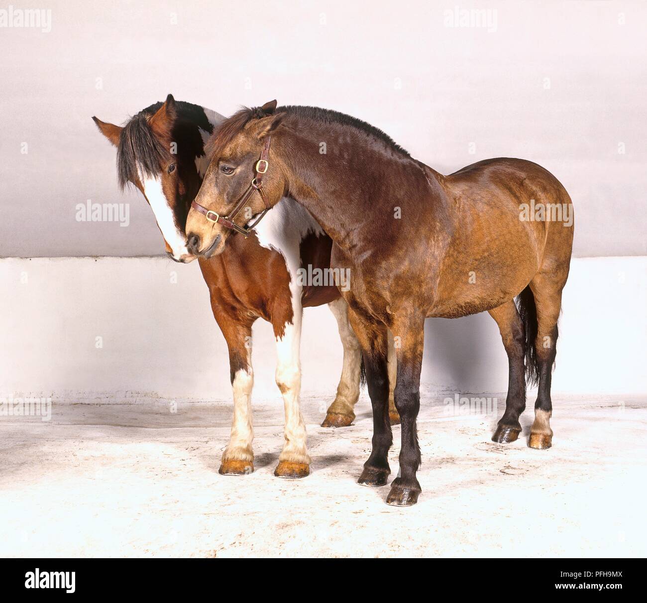 Horses nuzzling hires stock photography and images Alamy