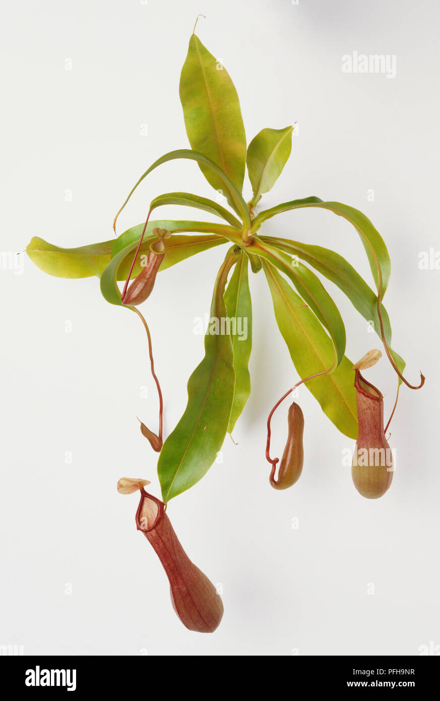 Nepenthes, Monkey Cup or Tropical Pitcher Plant Stock Photo - Alamy
