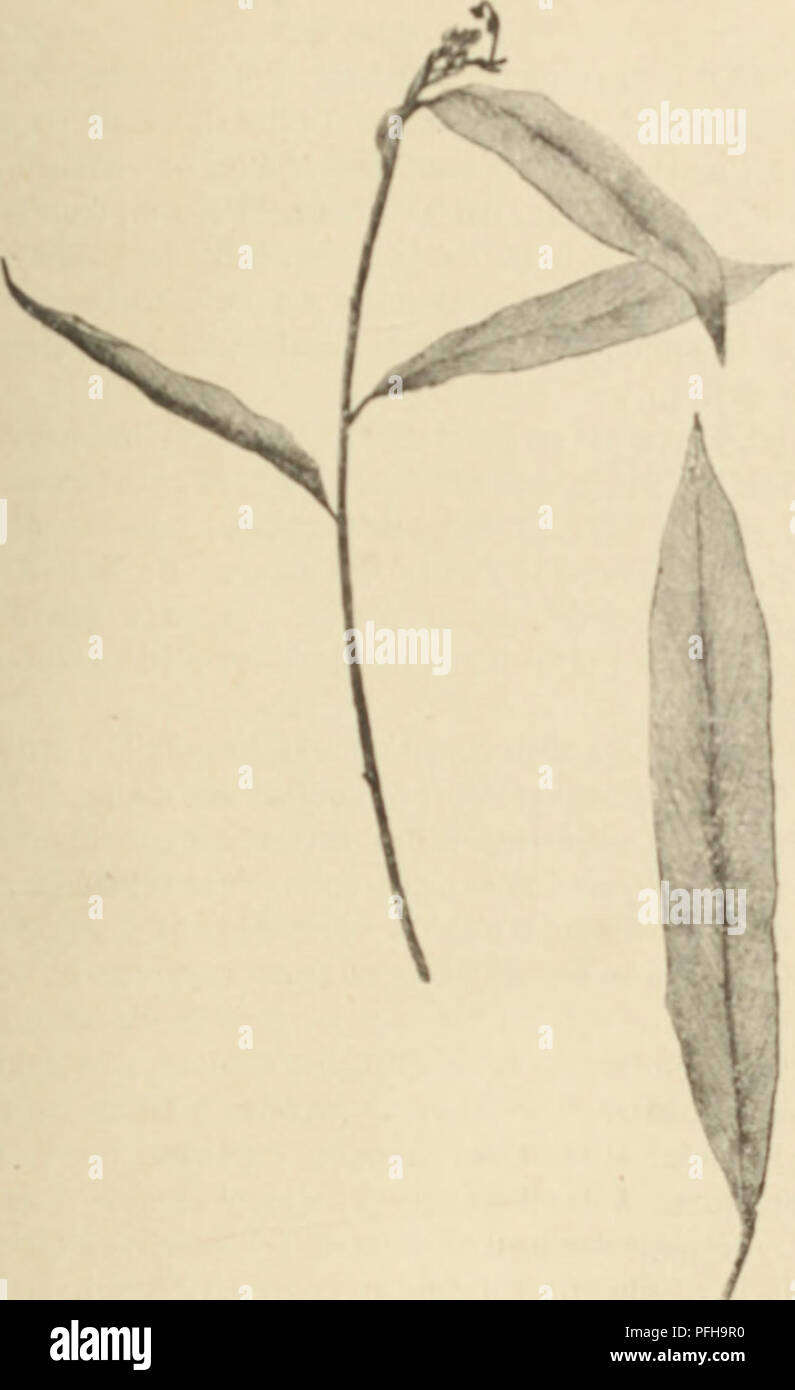 . Dans le Haute-Gambie; voyage d'exploration scientifique, 1891-1892. Gambia; Geology; Botany. DAN!( LA IIAI'TK-UAMHIK 27:i Cnuion ; les Ouolufs. liarnhtndur^: les Mnliiikc*^ ilii Soudan. Dialili; 1m RiniiltHnis, Barattli: les Knnimans. Piuin^: h'^ Tiiiiiit^s.. ( iTinanlhiTii itfdtiiiirUzi Hi'«kfl ( H«larn iumf&lt;») l.i'nilii;.'e ii |.iir 'ilif Ranii-au floral el feuille Japrès Htfkrl Dessin de A. M. .Marrot). Ahiilolo: les Akous, Bachitnkanco; les Pahouins du Gabon. Ksarmn; les Peulhs. les Toucouleurs, les Sarracolés, Dadijogo (nom formé des deux mots dadi (racine) et Gogo, nom proprement Aa Stock Photo