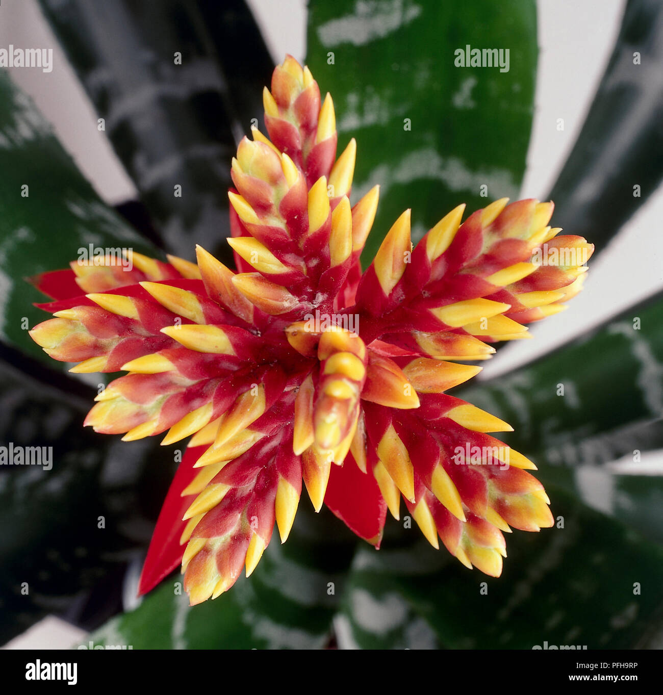 Red and yellow star flower plant of aechmea chantinii, queen of the aechmeas. Stock Photo