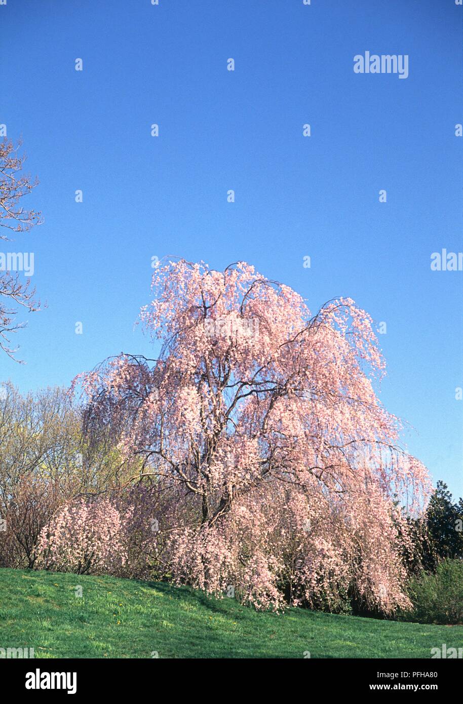 Prunus x subhirtella 'Pendula Rosea Plena' tree with abundance of pink flowers set against blue sky Stock Photo