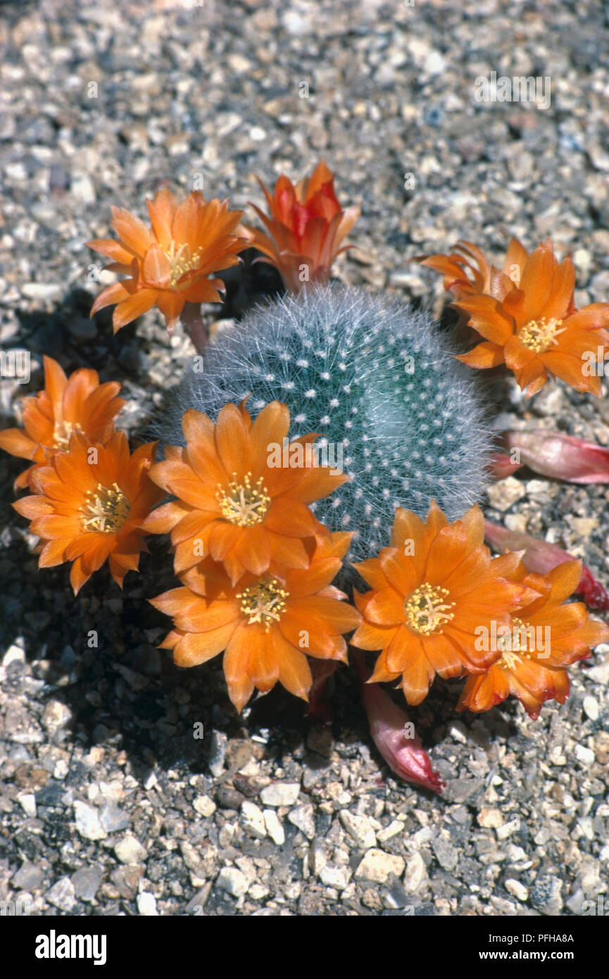 Rebutia fiebrigii (Rebutia), cactus in bloom with orange flowers, close-up Stock Photo